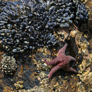 mussels and star fish